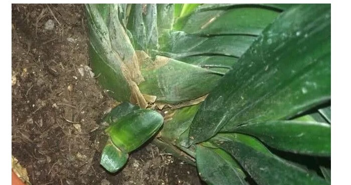 浇水|家里养君子兰,用以下方法,长的根深叶大,侧芽多,开花多!