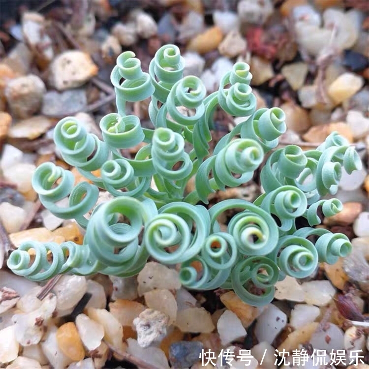 品种|9种比较稀有的多肉品种，追女朋友神器，让女神爱上多肉爱上你