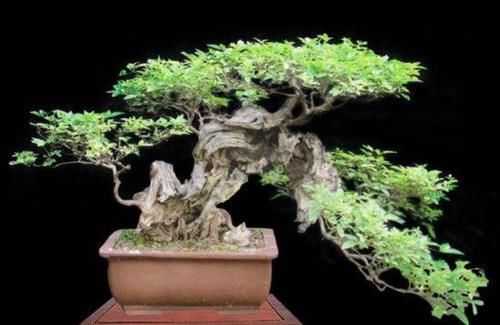 山上的“黄荆疙瘩”，做成盆景，古朴苍劲枝叶扶疏，观赏性强