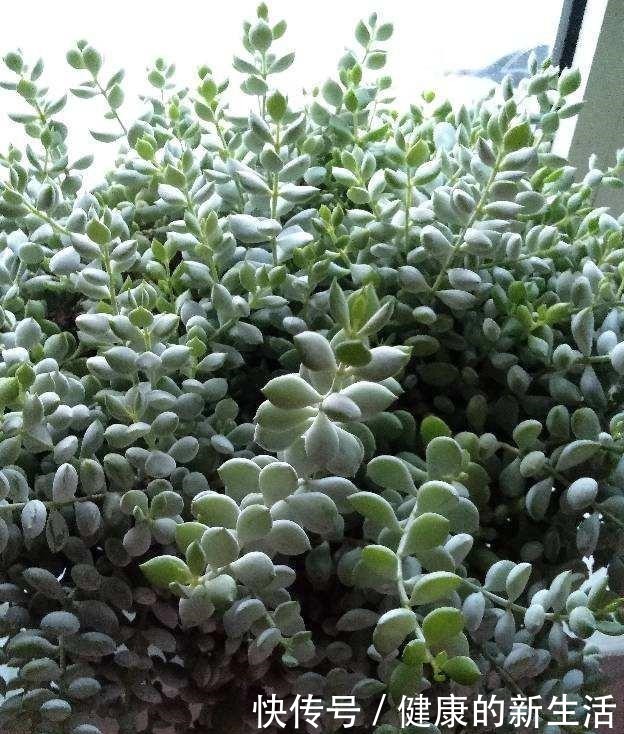 春天养多肉，半个月就变成“胖墩子”，叶子又肥又圆！