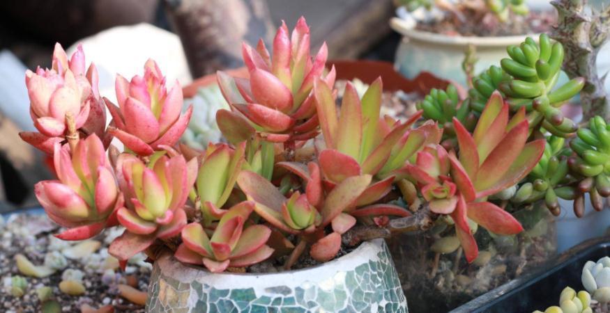 技巧|养多肉没掌握住这些技巧,状态会越来越差,新人切记