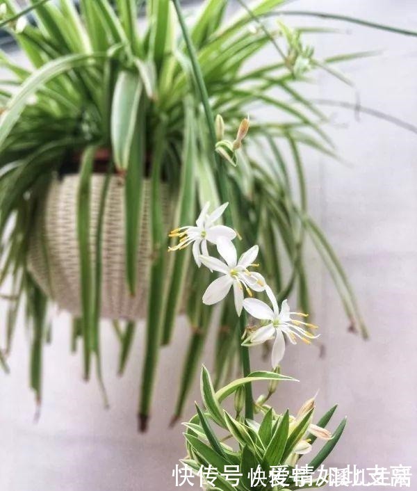 叶片|邻居家的“吊兰”泛滥成灾，每盆长成“狮子头”，窍门有3个！