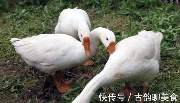 怀孕|孕期吃鹅蛋有用吗?若你还没到怀孕8个月,看完或许更受益!