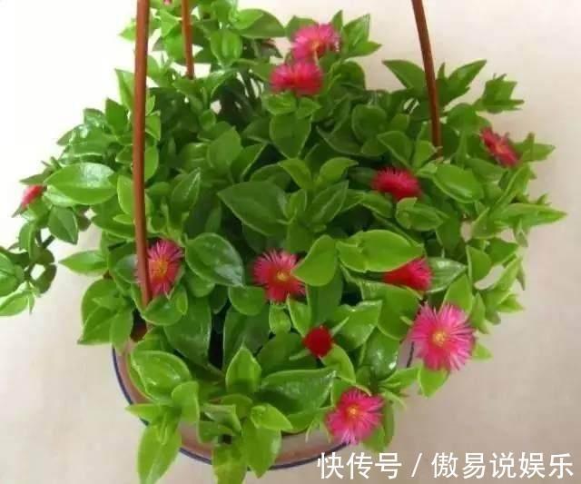 金心吊兰|吊兰、绿萝别再这么养,不然像打了激素,猛蹿个撑爆盆!