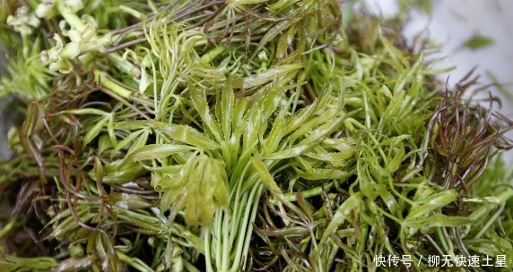 吃法|夏季挖野菜，送你64种野菜图片大全，教你认识不同的野菜和吃法！