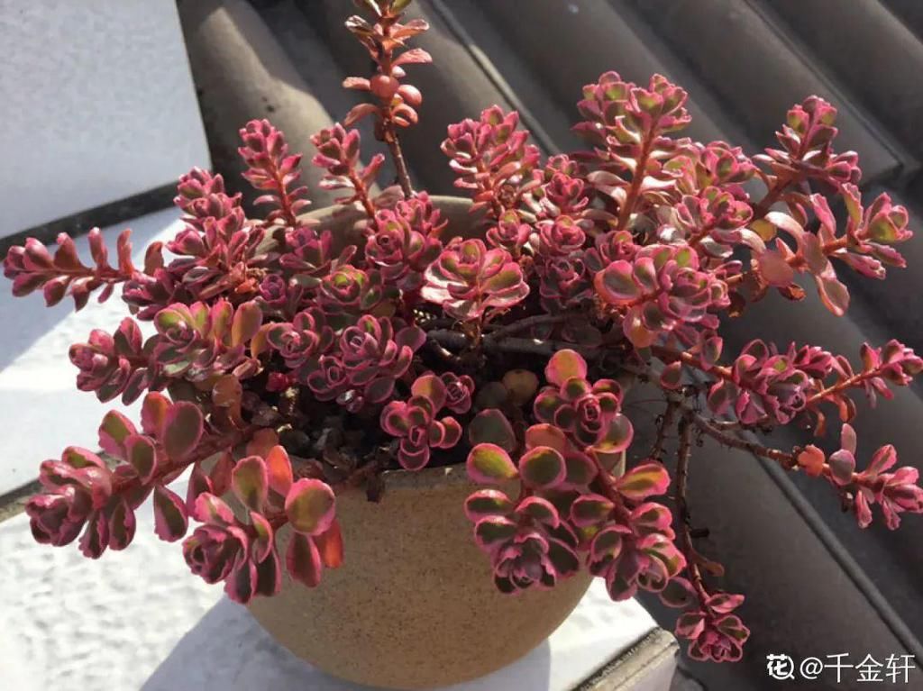 多肉这个小妖精，养好了太精致，种在花盆里都能勾引人