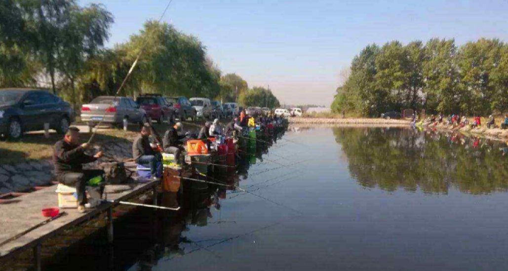 黑坑鱼突然停口,逃脱不了这几个原因,教你妙招轻松解决