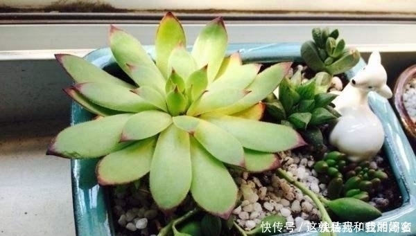 大饼|多肉观音莲,最爱“吃大饼”,一摊一大张,一个夏天都犯愁