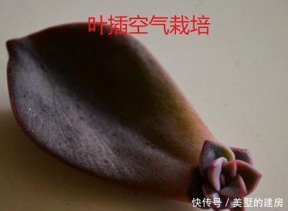 肉友|多肉叶插方式有几种?哪个成活率高?叶插时,需要注意什么?