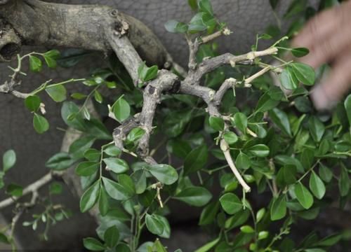 再贵也要养一盆，花开220天，温度越高它越香，懒人都爱了