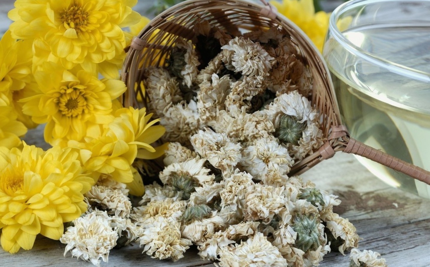 菊花茶常喝百益无害医生大错特错,3类人能不适合多喝菊花茶