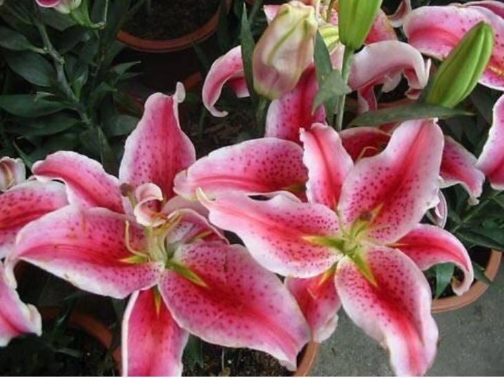 4种花好养又漂亮，随便一养成花海，鲜艳无比，开成百花园