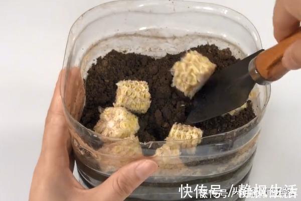 玉米芯是个“宝”,放在卫生间,解决了男人女人的大烦恼,快学学
