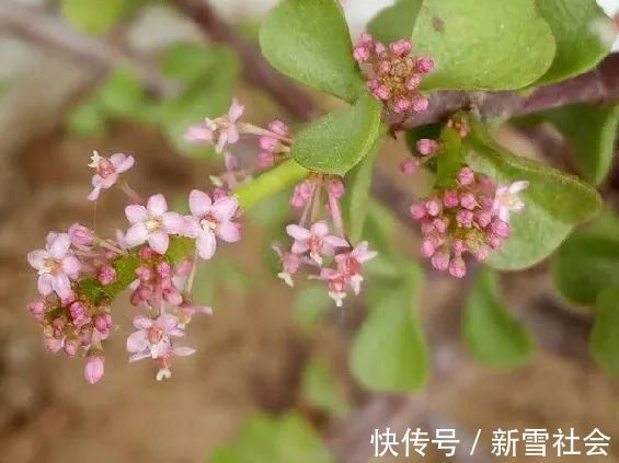 氮钾|金枝玉叶开花了,真花长这样,很多人没见过