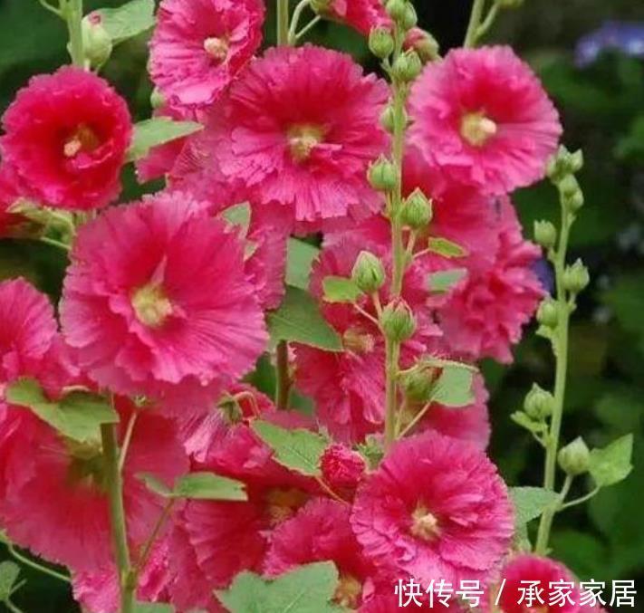 此款花卉，好养易爆盆，开花美长势旺，黄绿交辉，内敛美