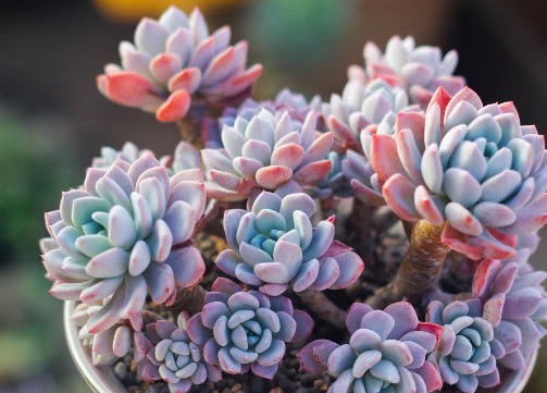 多肉红卷叶怎么养教你3个小妙招,养出鲜红绚烂的红卷叶