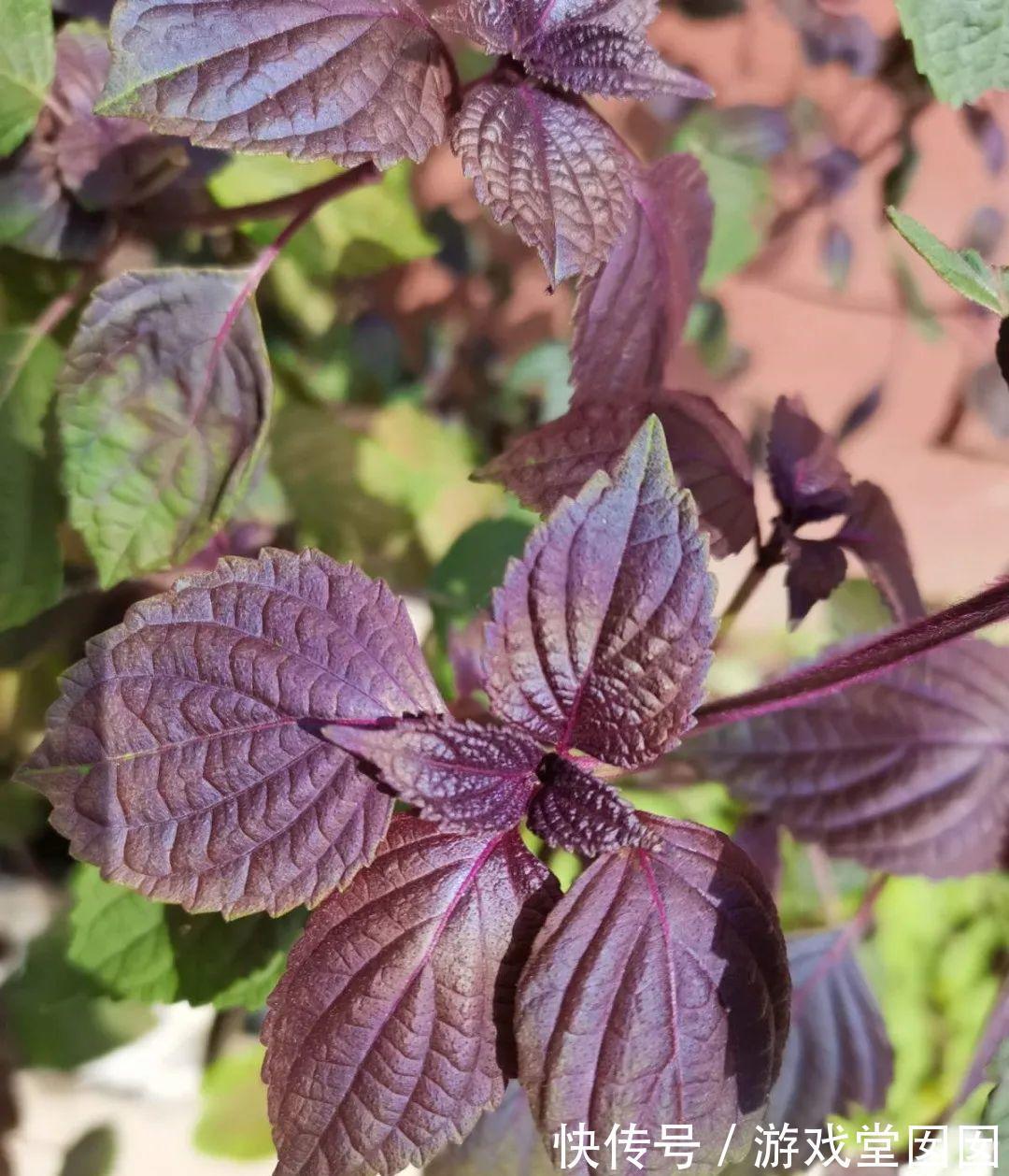 6种香草盆栽,掐个叶子就能吃,味道清香四溢!