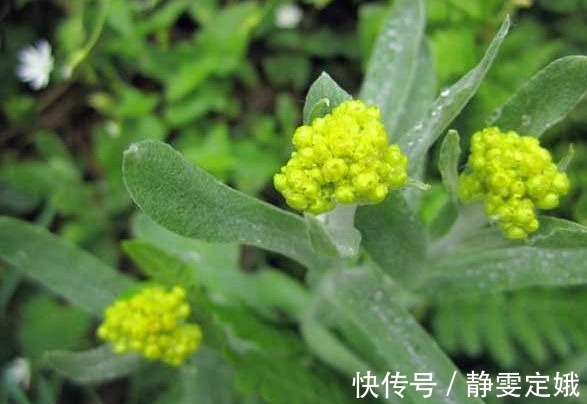 氯化钾|农村以下几种野菜能防治高血压,冠心病,胃病,早知早受益