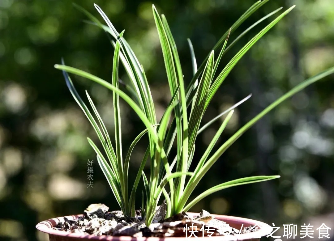 梅雨季节|梅雨季节室外养兰花，如何有效避免烂根？这个技巧值得收藏
