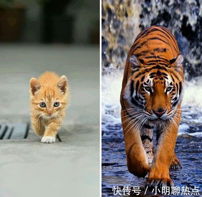 俗语“虎生三子,必有一彪”,彪是什么,到底有多厉害呢