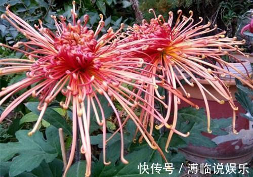 茂密|这几种花入秋就别动了,剪错地方花芽全掉了,明年开花都成问题