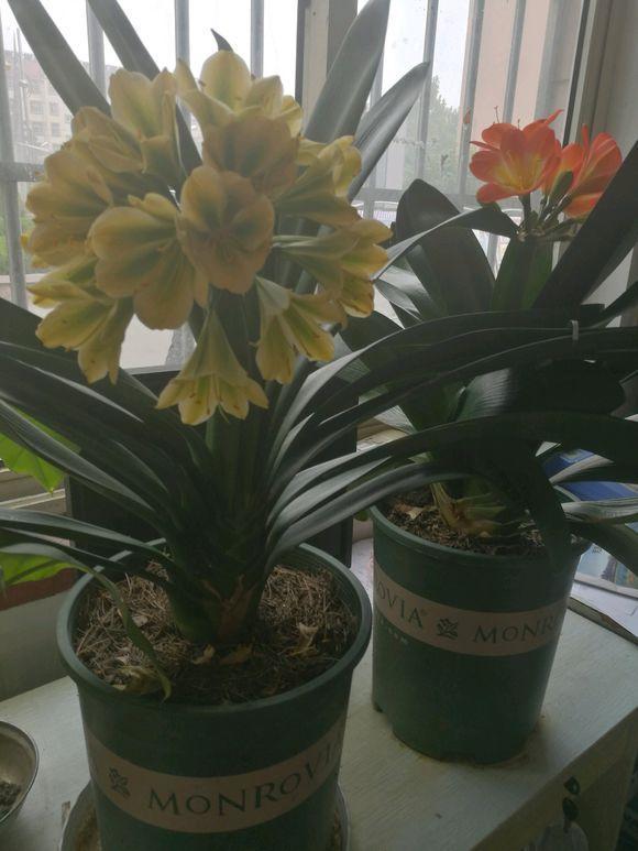 把这种“石头”扔盆里,君子兰不再烂根,1年开花三四次!