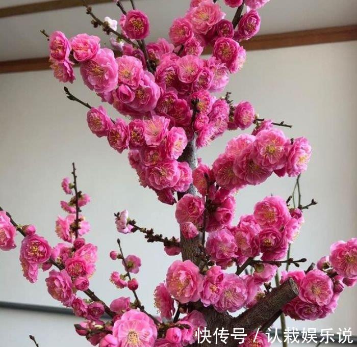 玫瑰花|超好养的“4种花”，越不浇水越爆盆，越养越上瘾，你养了吗？