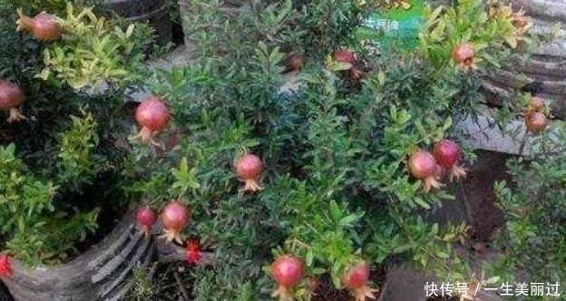 有“3种果核”不要扔,留下一点栽盆里,7天就发芽,来年结果旺盛
