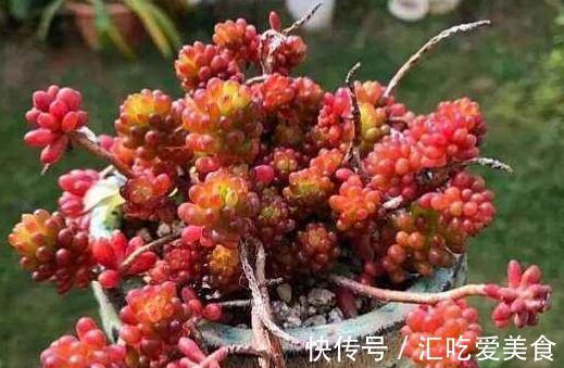 盘点那些既便宜又漂亮的多肉植物