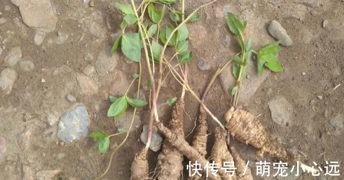 家乡|此为“山海螺”,若长在你家乡,请少挖些,答应我,因为太珍贵了