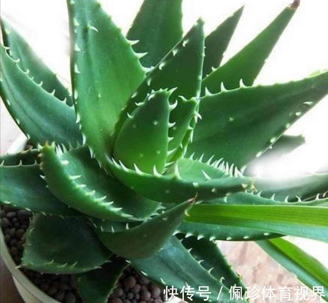 芦荟|耐干旱的5种花，夏天就怕多浇水，容易烂根黄叶