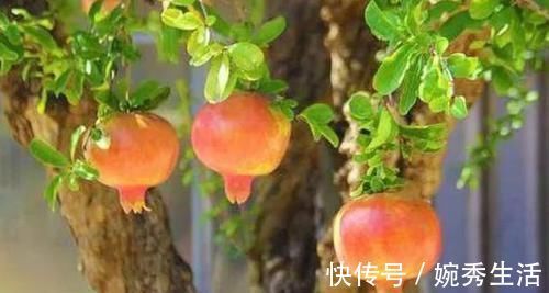 盆景|4种绿植从低价盆栽到高价盆景,只需5年时间,每一盆都很美