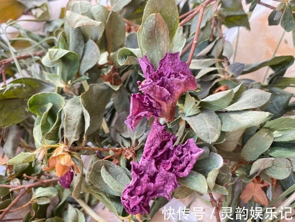 干枯|6种花一天不浇水,叶子就耷拉,缺水3天就死翘!