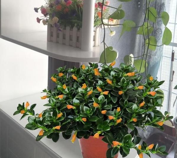 冬天家里养了5种花，多开窗通风晒太阳，顺利长花苞开爆花