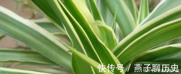 这3种“金边植物”,有钱人必养!往客厅一摆,难怪越来越富有!