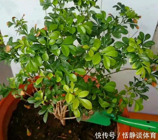 开春别换盆了，这7种东西撒土里，花吃了新叶子呼呼冒！