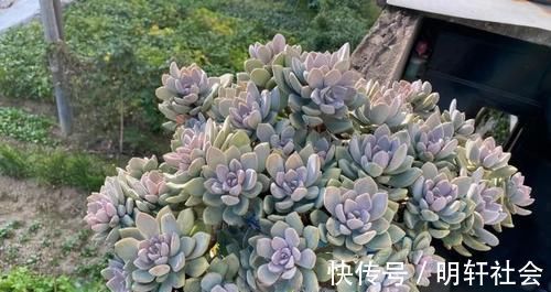 多肉植株|养多肉,不懂该什么时候浇水?凭借这些特征动手就能远离问题