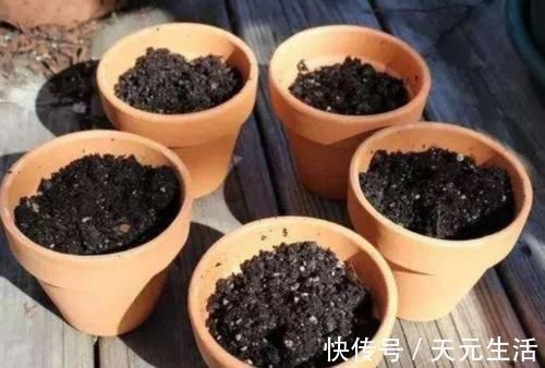 营养土不用花钱买,自己制作的“营养土”,养啥花都旺