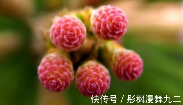 暖阳&你知道这是什么花吗?其实,你家山上就有,只是没有在意