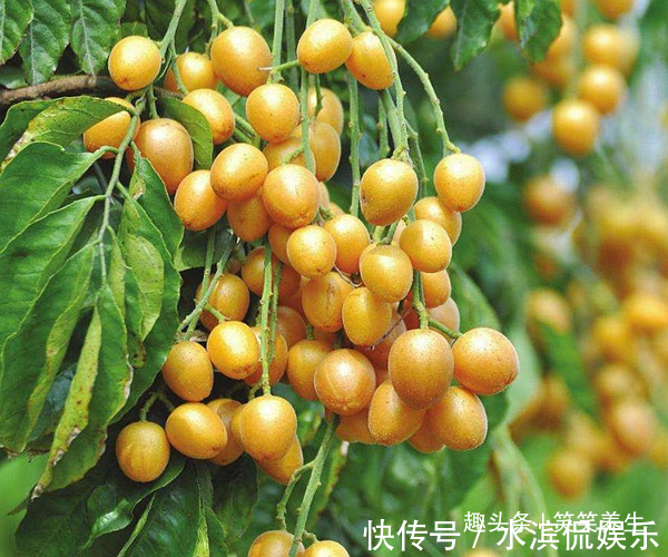 荔枝|民间素有“果中之宝”的水果,看似像荔枝,却功效强的不得了!