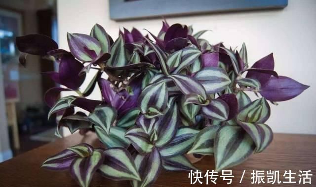 塑料瓶|将吃剩下的果皮，简单一处理养花，让植物越长越旺