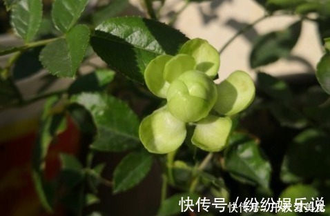 红双喜红双喜|10个最奇葩的月季品种，你可能一个都没见过！