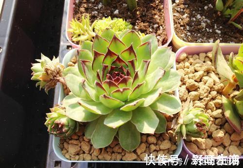 生石花|推荐6款多肉植物,皮实又好养,是家庭盆栽佳品,适合新手!