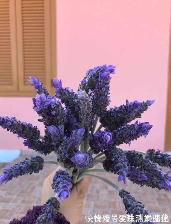 家庭里养“5种草”,能净化空气,还能抵御“蚊虫”,快点行动吧