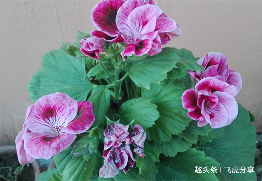 养花应注意，三种水不能浇，三种肥不能施，不然就会出问题