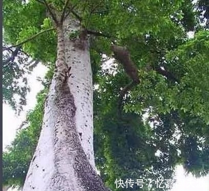 木材|世界上最硬的木材,比普通钢铁硬一倍,用作金属的代用品!