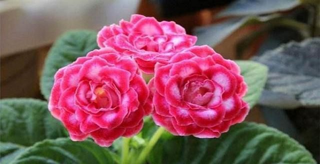 养花试试这几款,可全年开花象征着谦谦君子