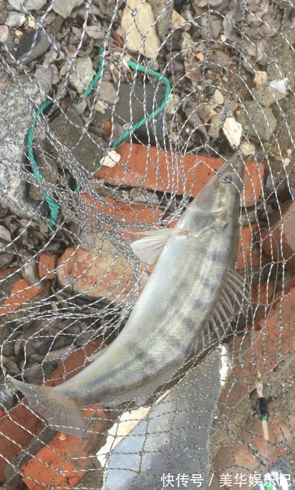 临沂|凶猛梭鲈鱼入侵山东多地,临沂钓鱼人:钓了几条,以为是鳜鱼