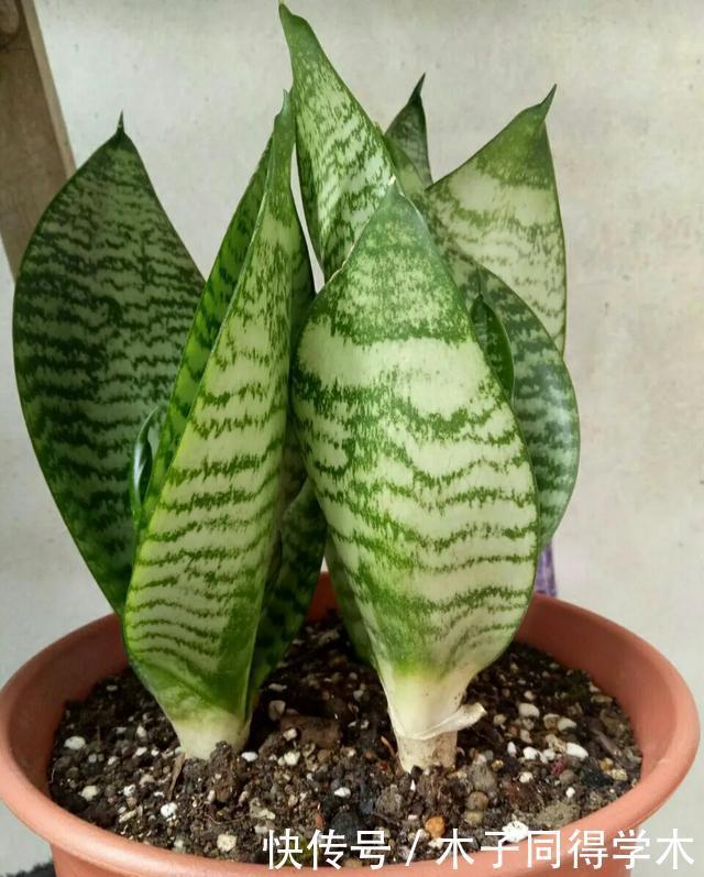 虎皮兰太好养了，剪段叶子，插土里就能活