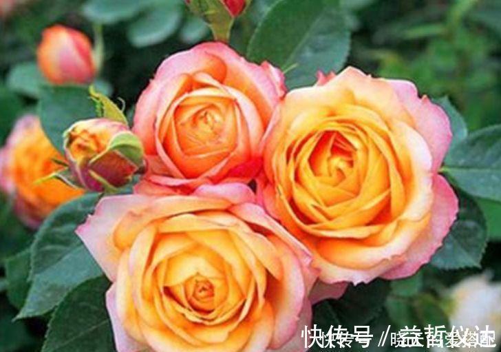 玫瑰海棠|4种花养家里,旺财又养人,吉祥富贵,红红火火好运来